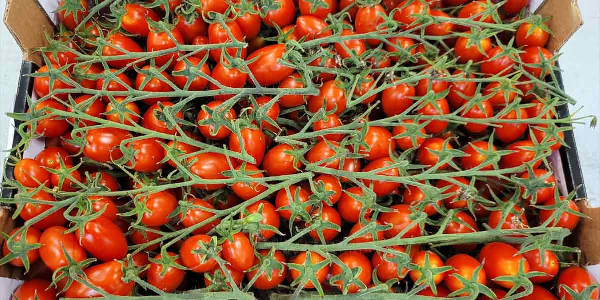 Pomodoro datterino - Piana di Fondi - 4,50 euro al chilogrammo
